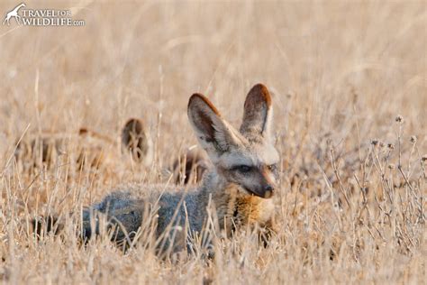 Bat Eared Fox Facts Diet Behavior And Photos Travel For Wildlife