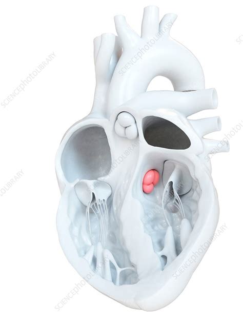 Human Heart Aortic Valve Cross Section Illustration Stock Image
