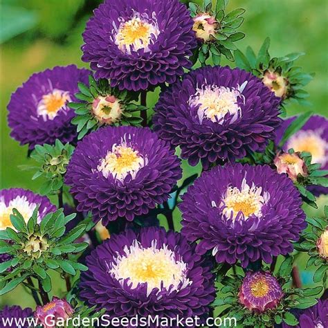 China Aster Supreme Belstead Seeds Callistephus Chinensis 250 Seeds