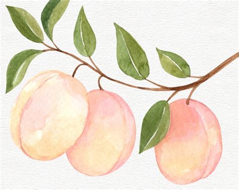 Peaches Watercolor Clipart Summer Peaches Clipart Peach Etsy