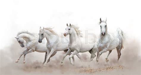 With their exquisite good looks, free and exuberant action, and flowing manes and tails, it's easy to. Beautiful white arabian horses running ... | Stock image ...