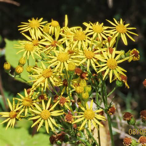 Jacobaea vulgaris (Tansy Ragwort) - 10,000 Things of the Pacific Northwest