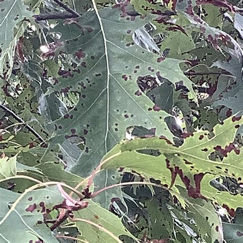 Diseases That Affect Oak Trees Mast Producing Trees
