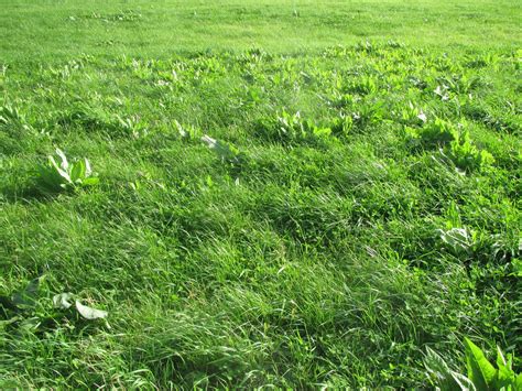 Pasture to Profit: Herbal Clover Pastures Challenge Our Concept of What ...