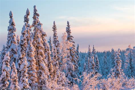 Boreal Forests Reversing Land Degradation Can Provide Over One Third