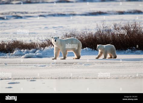 Female Polar Bear And Cub Canada Stock Photo Alamy