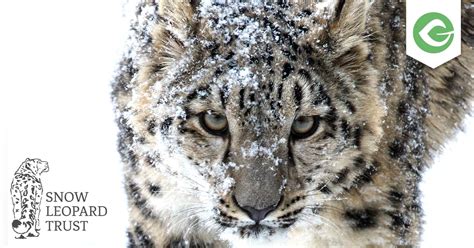 Belief In The Snow Leopard Trust