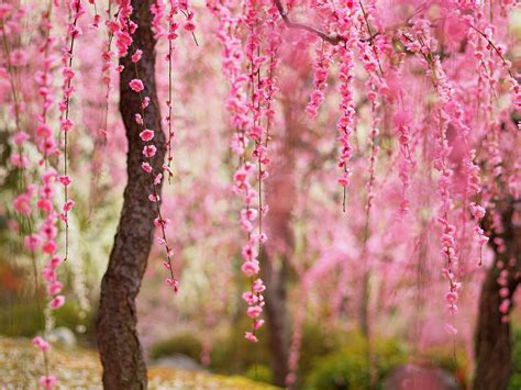 Beautiful Spring Pink Flowers Bloom Trees Wallpaper 1920x1440