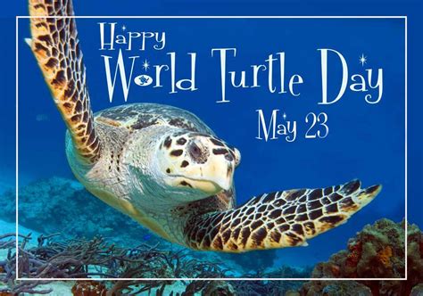 The Purpose Of World Turtle Day May 23 Sponsored Yearly Since 2000 By