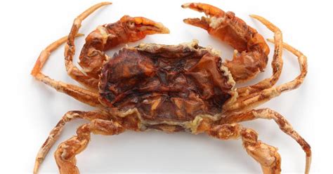 Browse the full absurd creature of the week archive here. How to Eat a Soft-Shell Crab | Tasting Table