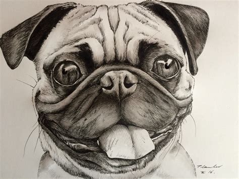 ✓ free for commercial use ✓ high quality images. Pug Dog Drawing at GetDrawings | Free download