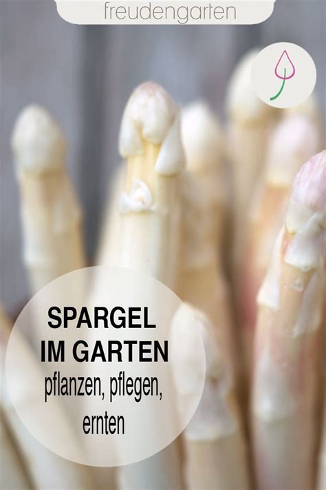 Die tipps sind heute noch gültig. Spargel im Garten anbauen | Gartenkalender, Spargel ...