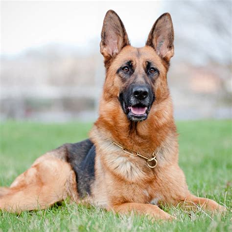 German Shepherd Dogs 101 Pet Health Blog