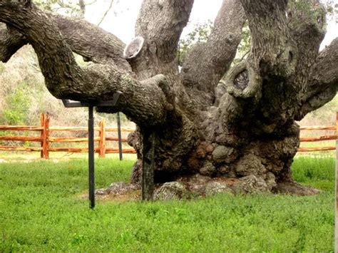 Oldest Oak Tree In Texas The Big Tree Goose Island Park