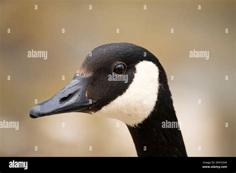 Canada Goose Head Close Up Stock Photo Alamy