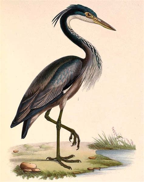 Copy Right Free Vintage Heron Illustrations Free To Download Including