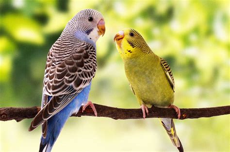 Parakeets As Pets Characteristics Care Tips Nutrition Behavior Etc