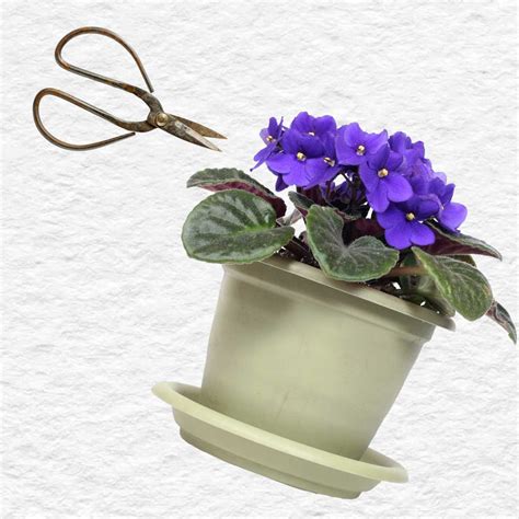 How To Propagate African Violets Step By Step Tutorial