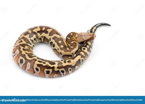 Sumatran Short Tail Python Isolated On White Background Stock Photo