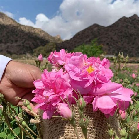 Rose Saudi Arabian Natures T