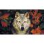 Wolves Autumn Wallpapers  Wallpaper Cave