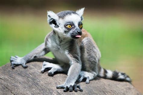 Lemur Animal Facts Lemur Catta Lost World