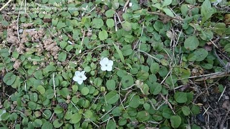 Plant Identification Closed Ground Cover Id 1 By Ecotarianosrd