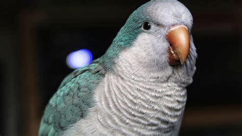 5 Amusinginteresting Facts About Quaker Parrots