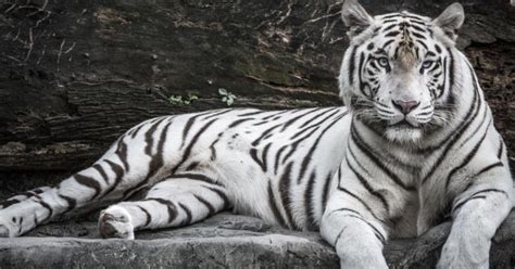 Il mesure entre 80 cm et 1.20 m au garrot. El tigre blanco de la India | La Verdad Noticias
