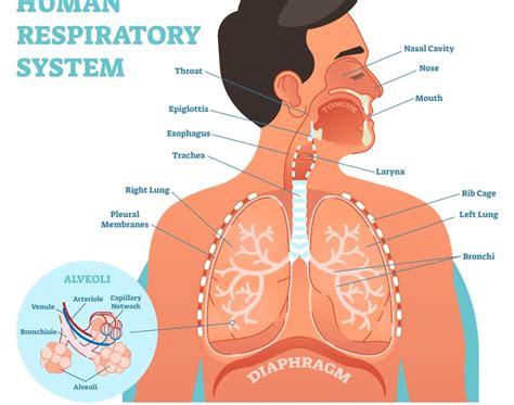 Neck And Throat Anatomy Diagram Primary Neck Cancer Anatomy