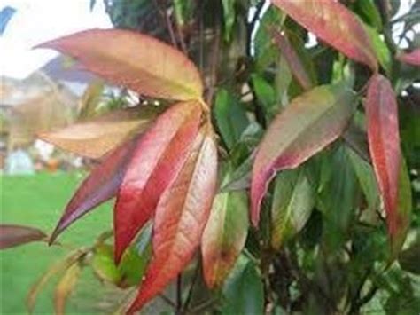 La fase della maturazione comincia con la prima parte del mese di giugno e può durare anche fino a metà del mese di ottobre. gelsomino con foglie rosse - Domande e Risposte Giardino