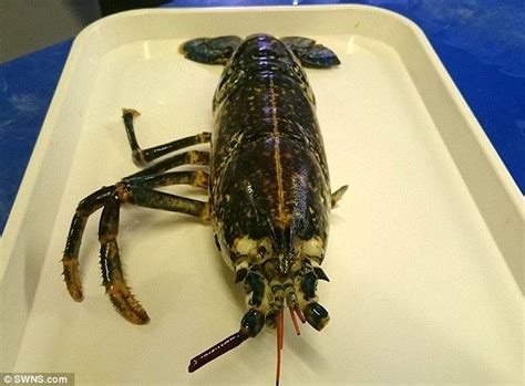 Pregnant Lobster Manages To Regrow All Her Missing Limbs Four Legged