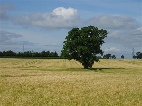 Tree In A Crop Field Near Carlton © Jthomas Cc By Sa20 Geograph