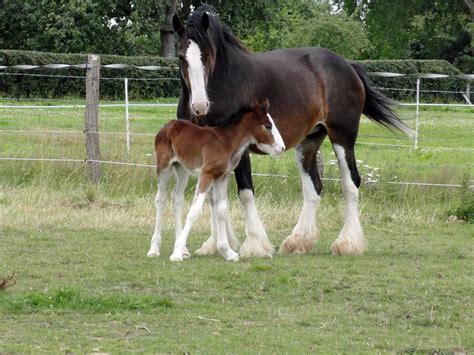 Shire Horses The Largest And Strongest Horse Breed In The World