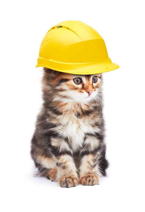 Thankfully, reddit exists also, and its primary task is organizing all the internet's cat content. Construction Is Moving Along | NOVA Cat Clinic - Arlington ...