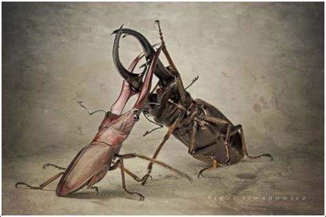 Incredible Insect Photographs By Igor Siwanowicz
