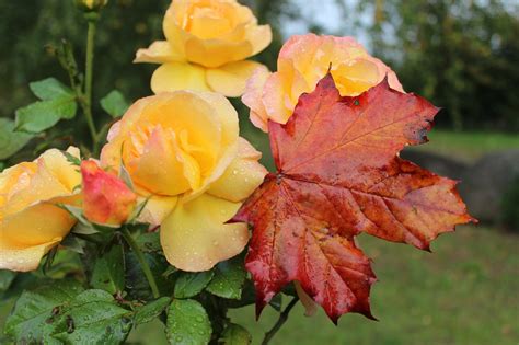 Rosenpflege Im Herbst 7 Einfache Tipps Vom Profi