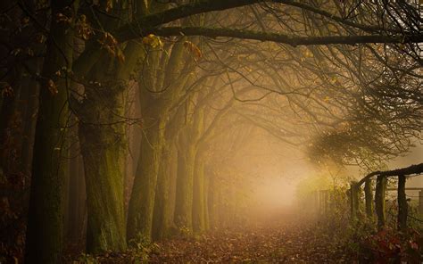 2048x1366 Path Mist Trees Fall Fence Sunrise Blue Nature Landscape