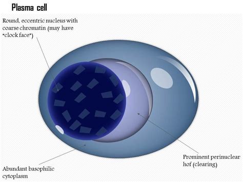 We did not find results for: 0614 Plasma cell biology Medical Images For PowerPoint ...