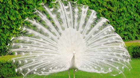 White Peacock Wallpaper Hd 2021 Live Wallpaper Hd Beautiful Birds