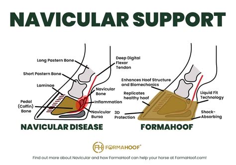 Complete Guide On Navicular Disease In Horses Formahoof