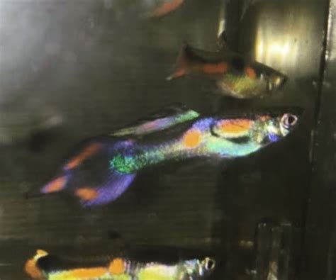 I am very excited for this. Peacock Endler male x Blue Moscow female guppy hybrid # ...