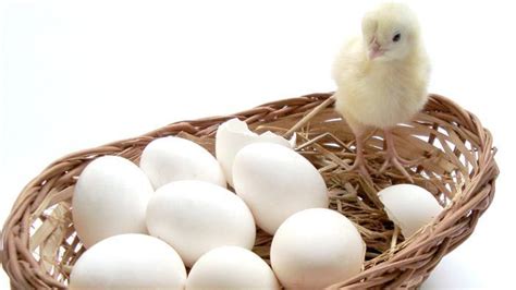 Tips Mudah Bedakan Telur Ayam Kampung Yang Asli Dan Palsu