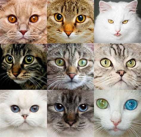 When Do A Kitten's Eyes Change Colour? | Cat-World
