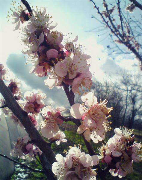 Srbija Cveta Neverovatne Slike Proleća Koje Su Nam Poslali čitaoci Od