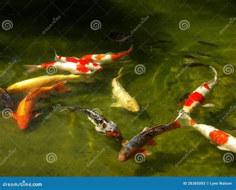 Koi Fish Stock Image Image Of Nature Fish Japanese 28385083