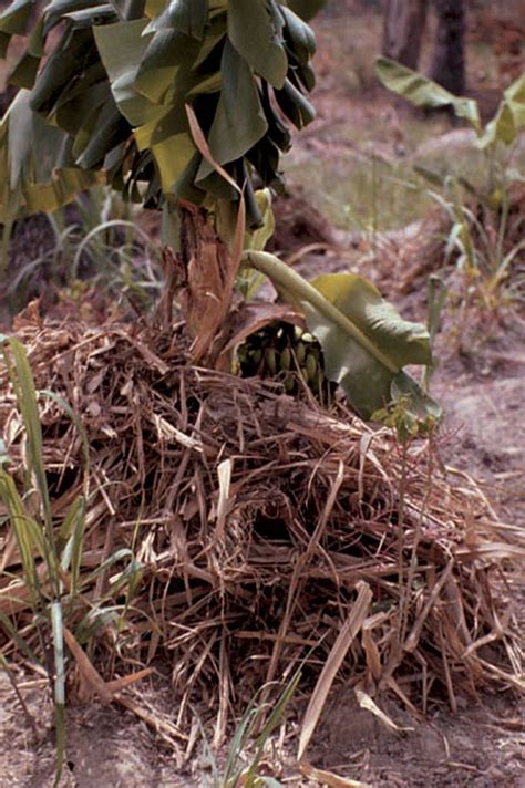 Banana loose powder is super fine and silky meant to be applied after your concealer and. Mulching in young banana plants | Banana plant mulched ...