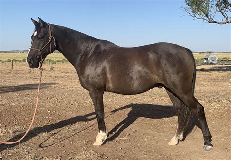 shock quarter horse gelding black horses  sale qld central