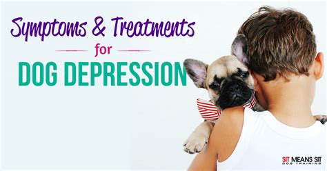 How Do You Know If Your Dog Has Depression