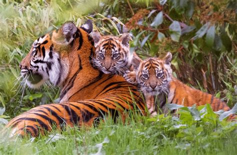 Sumatran Tiger Cubs At Chester Zoo The Twins Venture Out